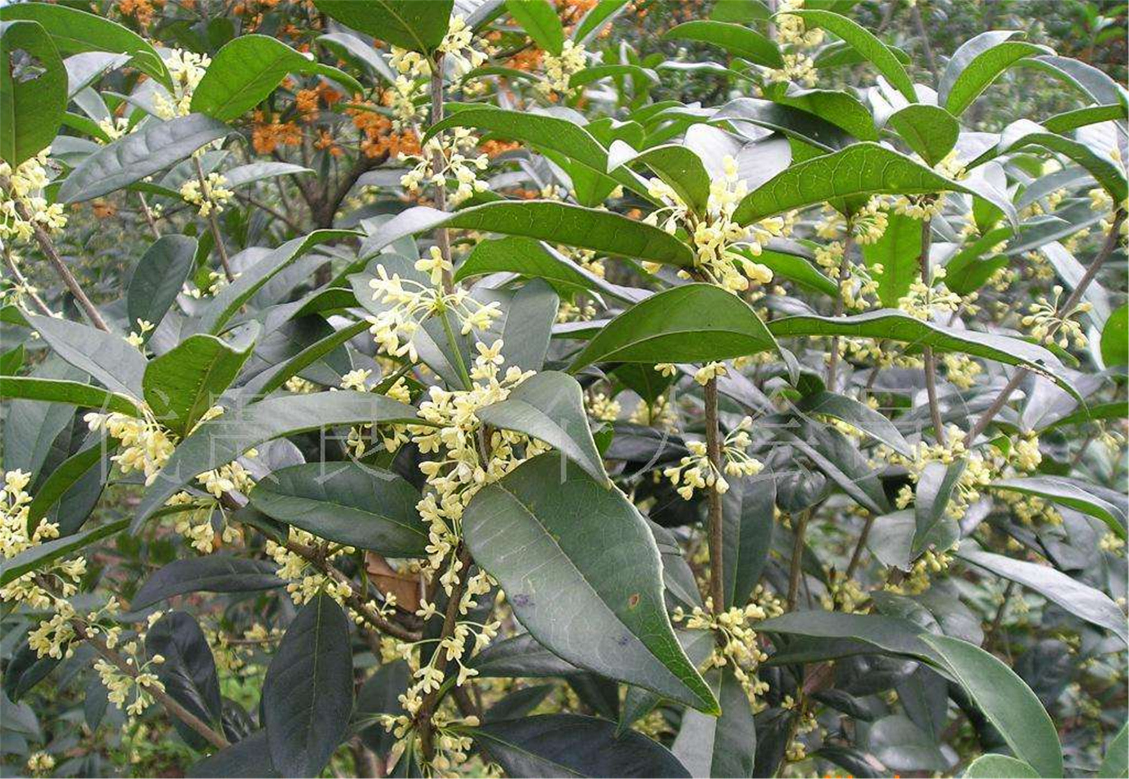  p> b>日香桂 /b>(学名: i>osmanthus fragrans /i> cv.