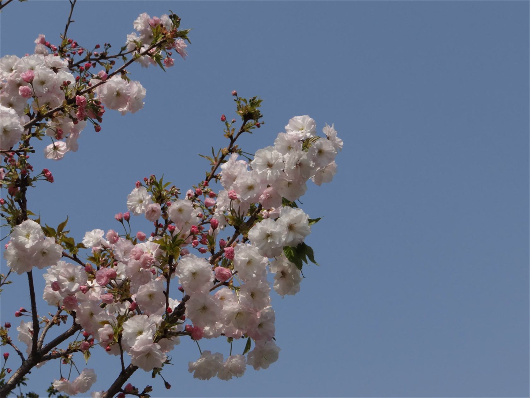  p data-id="gnwqtpyadr">大叶早樱( i>cerasus