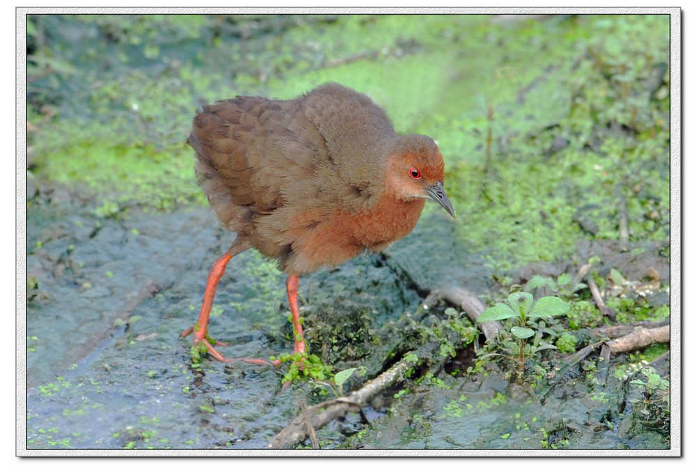  p>红胸田鸡(学名: i>porzana fusca /i>)是鹤形目秧鸡科的鸟类,共有4