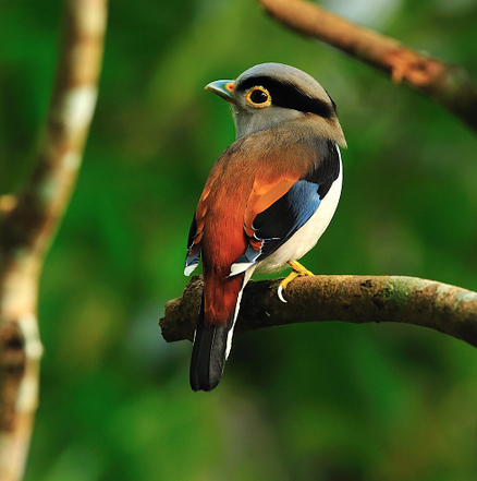  i>serilophus lunatus /i>)是雀形目阔嘴鸟科的 a href="#">鸟类 /a>