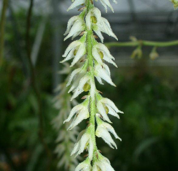  p>落叶石豆兰(学名: i>bulbophyllum hirtum /i>  (j. e.