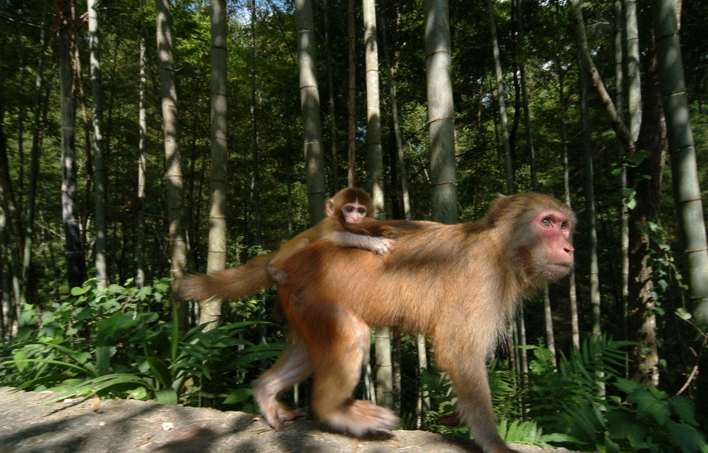  p>白脸狐尾猴, a href="#" data-lemmaid="1970436">卷尾猴科 /a>