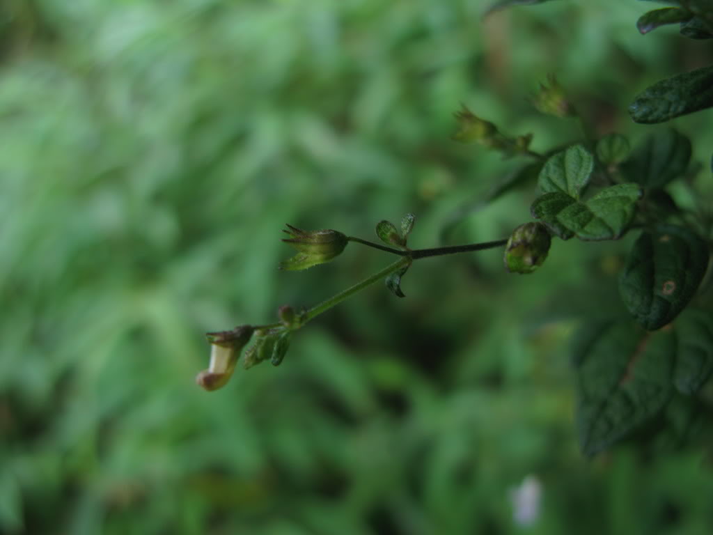  p> b>毛萼香茶菜 /b>(学名: b> i>rabdosia eriocalyx /i> /b>),为