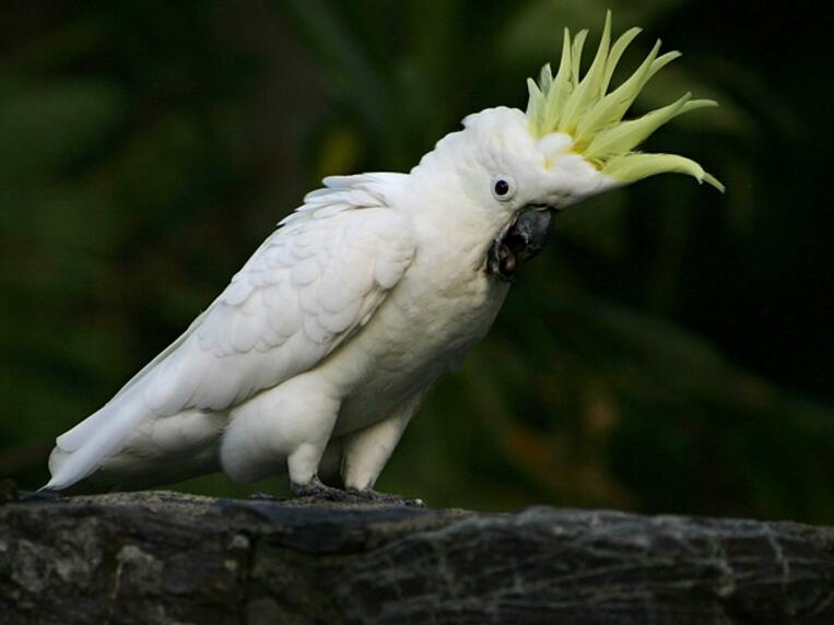  a target="_blank" href="/item/鹦形目">鹦形目 /a>凤头鹦鹉科的 a