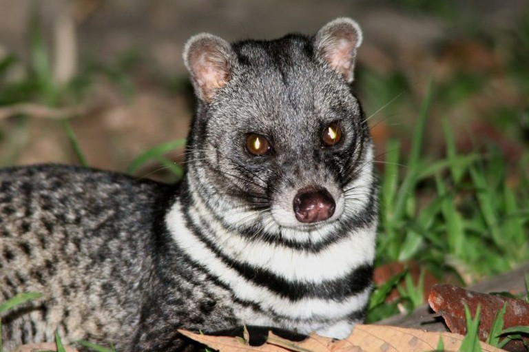  p>大灵猫 /p> p>拉丁学名:viverra zibetha /p> p>英文名:large