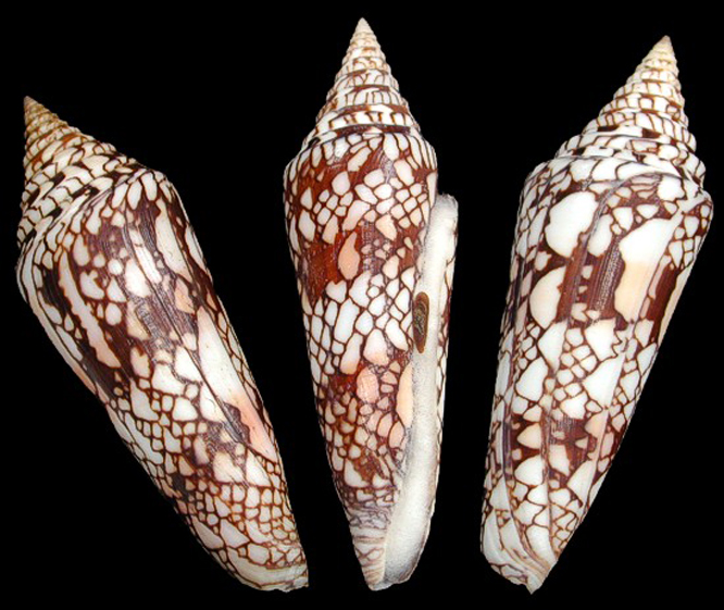  p>海之荣光芋螺(conus gloriamaris )是一种芋螺科cylinder属类生物