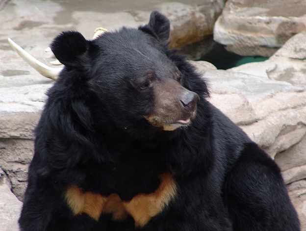  p>黑熊(学名: i>ursus thibetanus /i>):是食肉目,熊科动物.