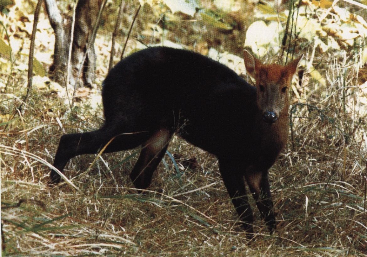 脊椎动物亚门 /a>, a href="#">哺乳纲 /a>, a href="#">真兽亚纲 /a>