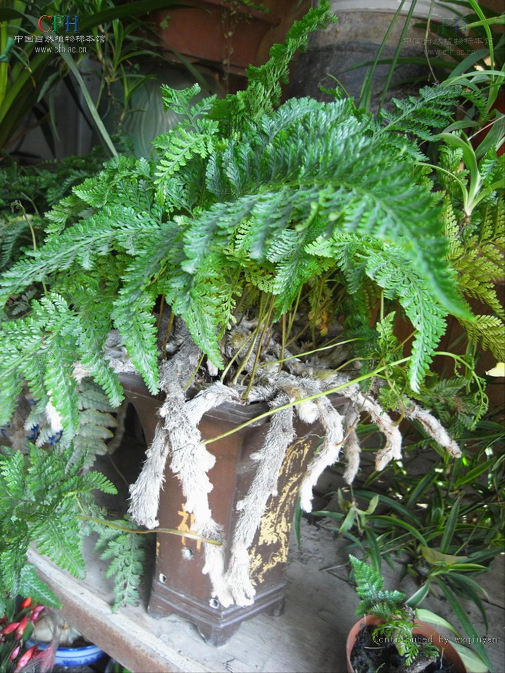  p>骨碎补科 (学名:davalliaceae)8属,约100多种,我国有5属,约30多种