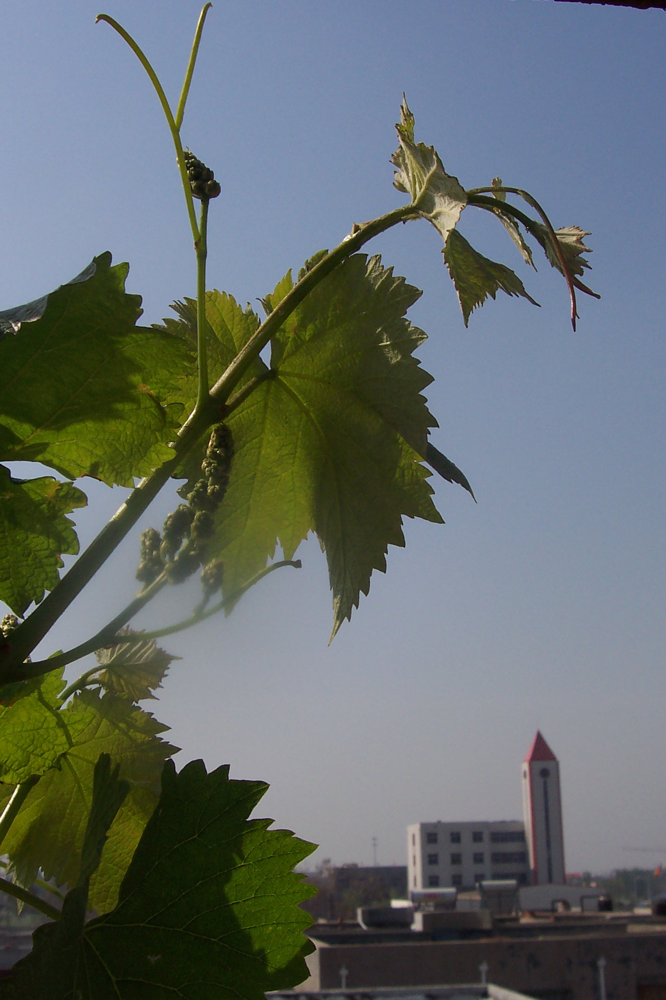  p>复穗花序是植物 a target="_blank" href="/item/花序/320042"