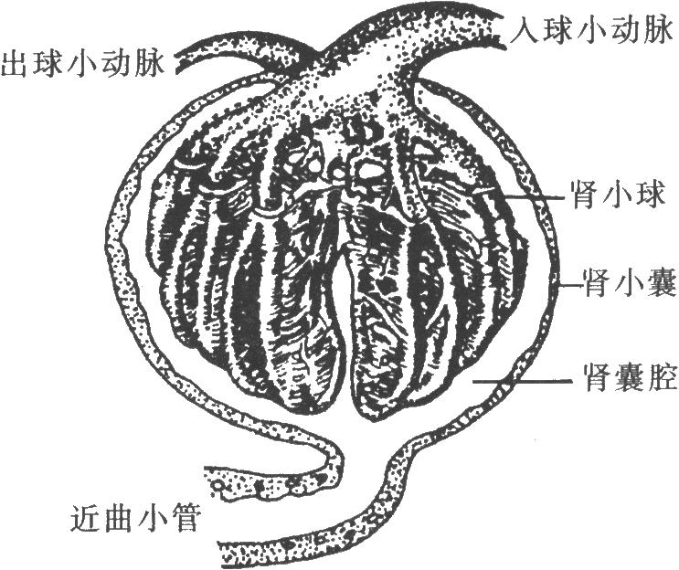  p>近球小体是远曲小管和入球小动脉特殊分化的部分,系指远曲小管穿行