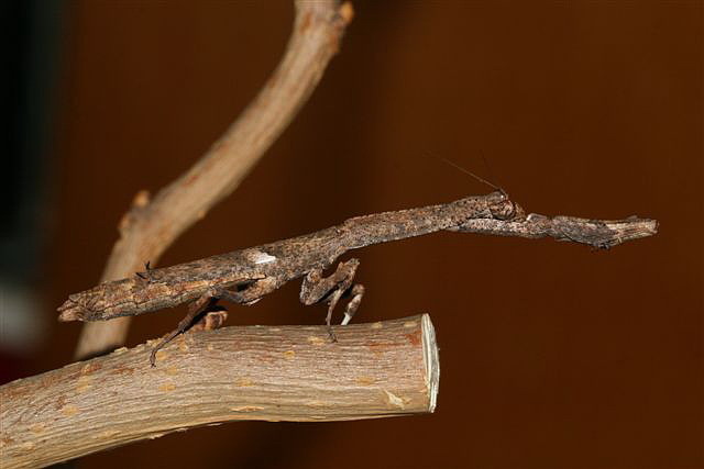 非洲树枝螳螂