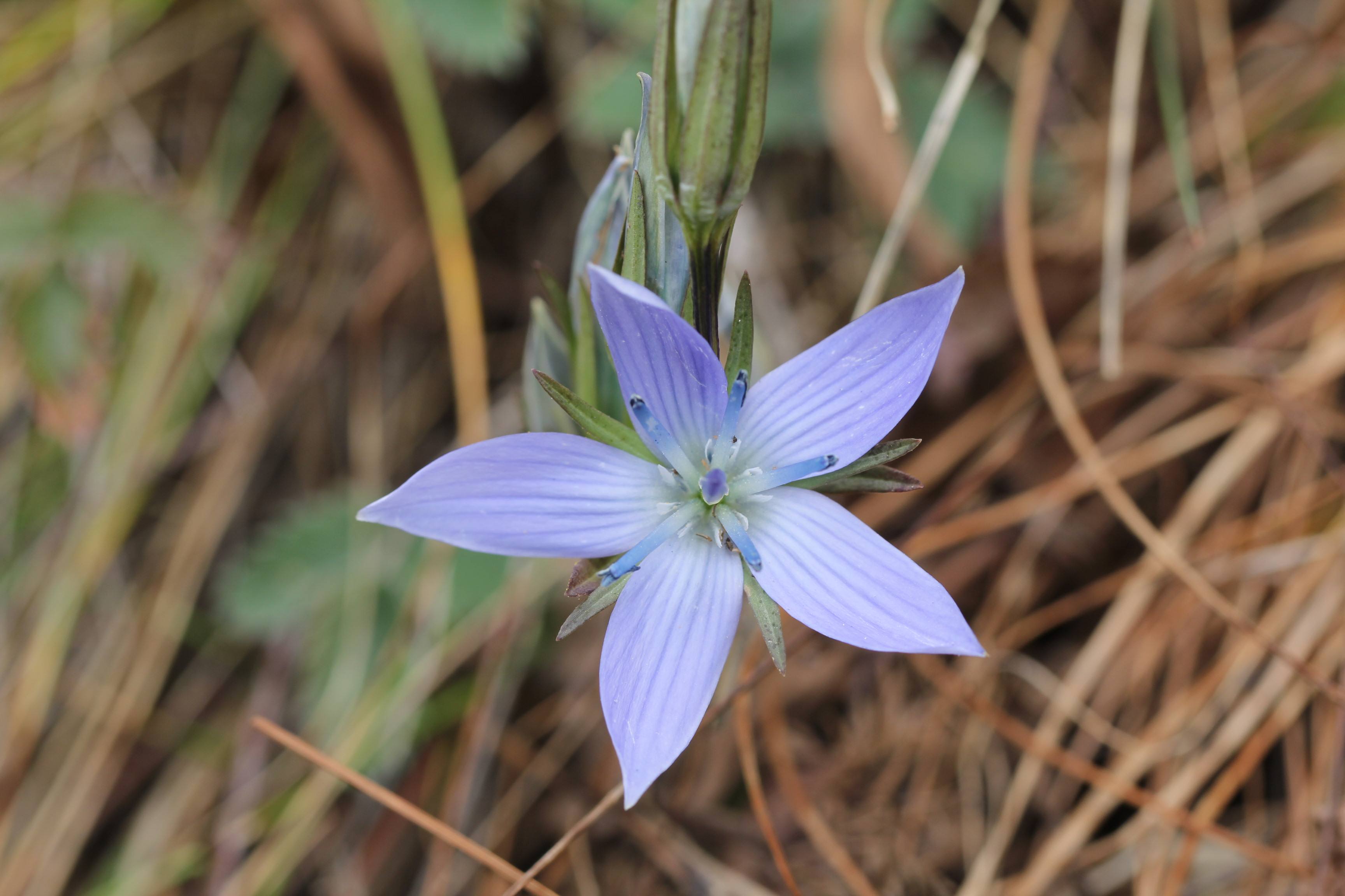 n. ho) a href="#">龙胆科 /a> a href="#">肋柱花属 /a>植物.