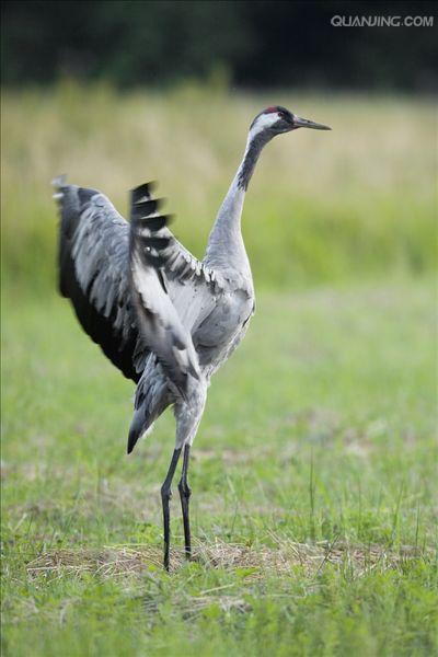  p>灰鹤(学名:grus grus)是大型 a href="#" data-lemmaid="26822">