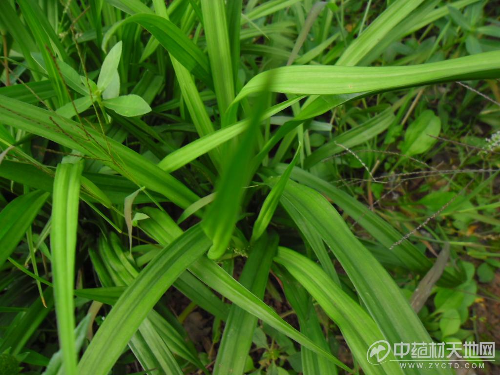 是爵床科观音草属多年生,直立草本植物,高可达1米