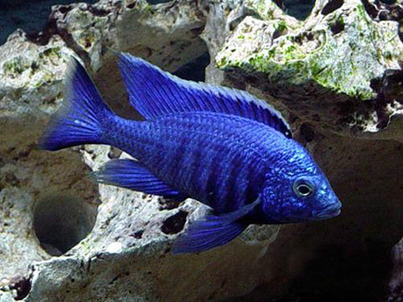 鳍丽鱼(copadichromis azureus),又称金属蓝,蓝王子,为鲈形目,慈鲷科