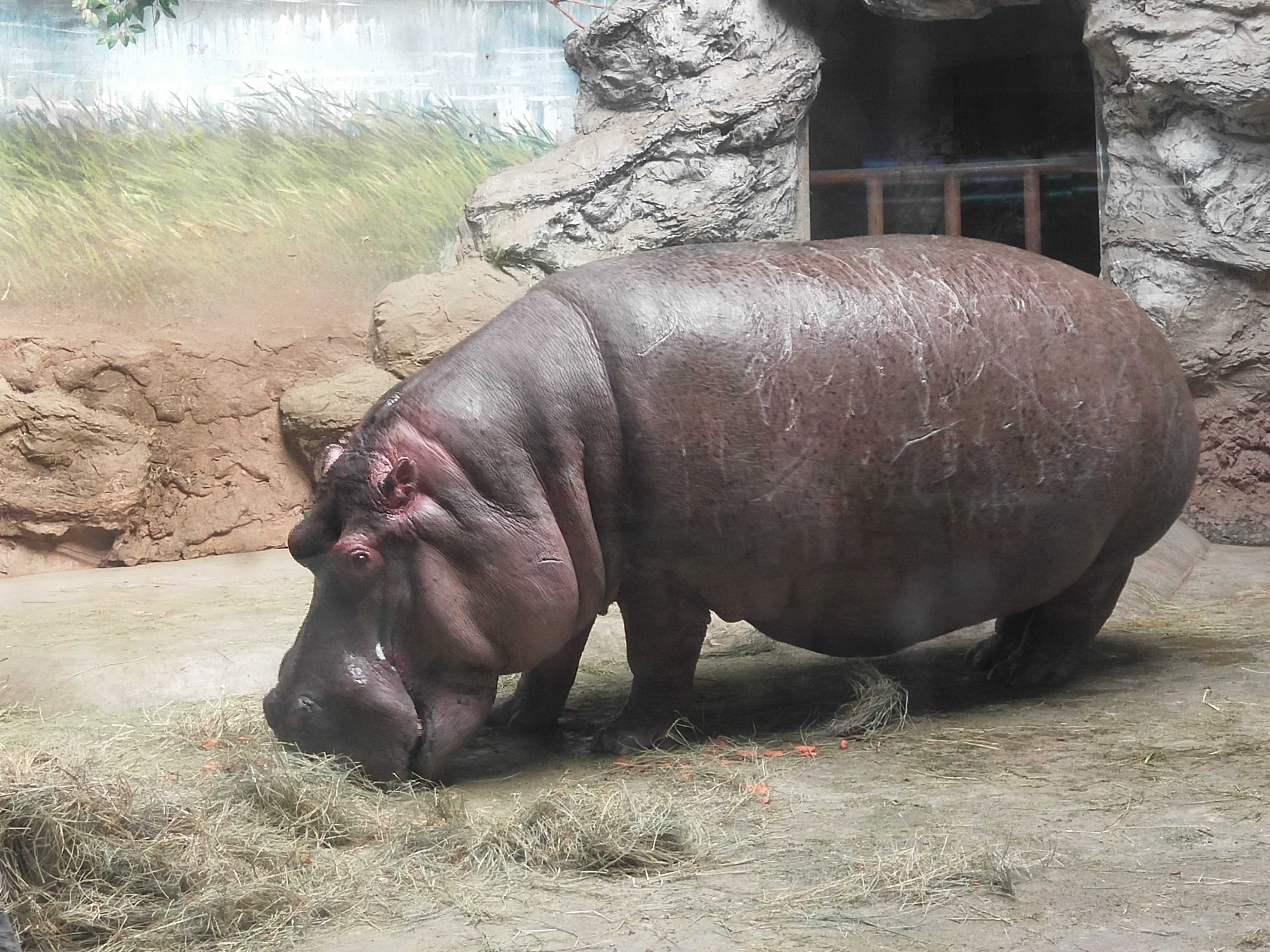  p>河马科 hippopotamidae偶蹄目的 1科.共有2属2种.