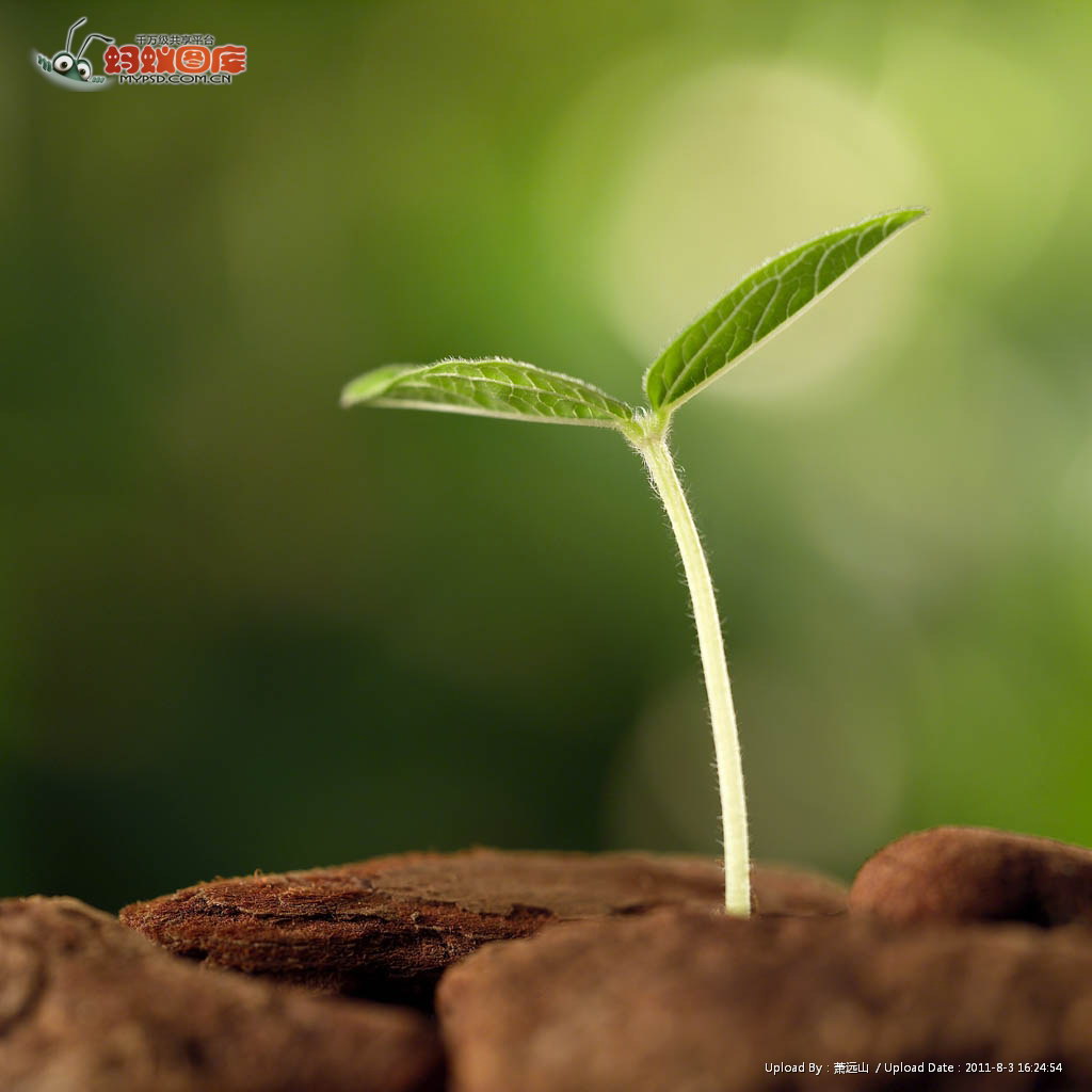 lemmaid="61800703">词语 /a>,释义为种子发芽后生长初期的幼小植物体