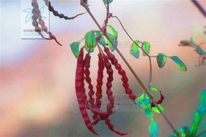  p>紫金龙属(学名:dactylicapnos wall.