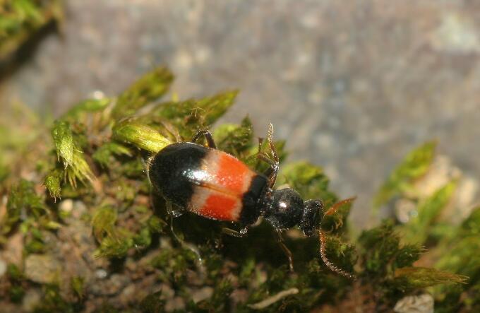  p>花萤科指的是 a>节肢动物门 /a>,六足亚门,昆虫纲,鞘翅目的一科.