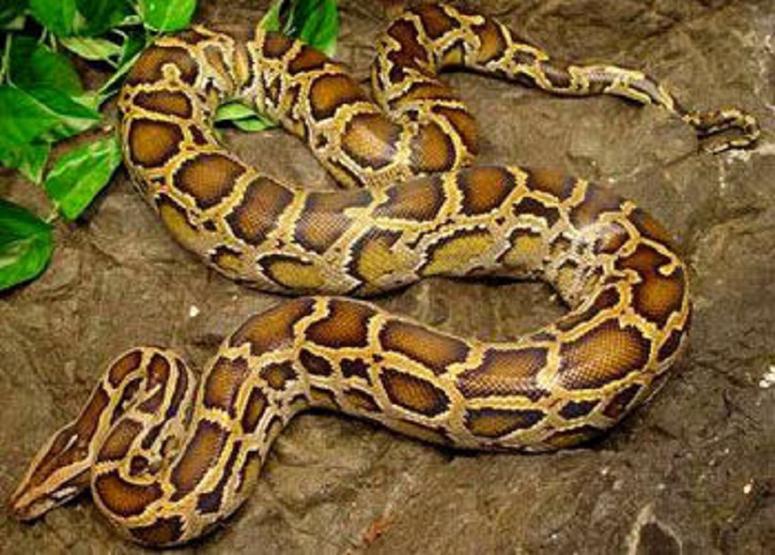  p>亚马逊森蚺(学名: i>eunectes murinus /i>),是当今世界上最大的蚺