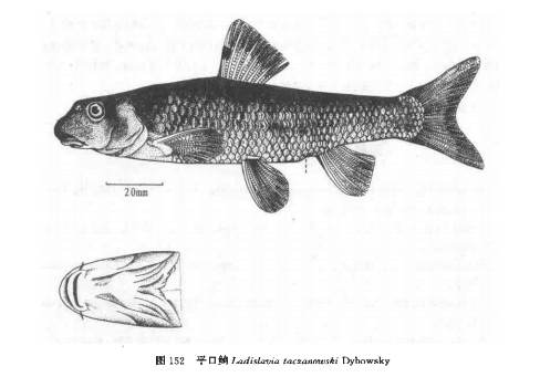 href="#">平口鮈属 /a>的 a href="#" data-lemmaid="524517">鱼类