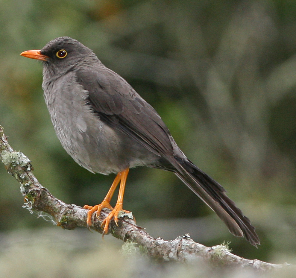 p>大棕鸫(turdus fuscater),属 a href="#" data-lemmaid="3516708">