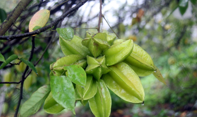 地杨桃属, a href="#" data-lemmaid="4866280">大戟科 /a>,约95种