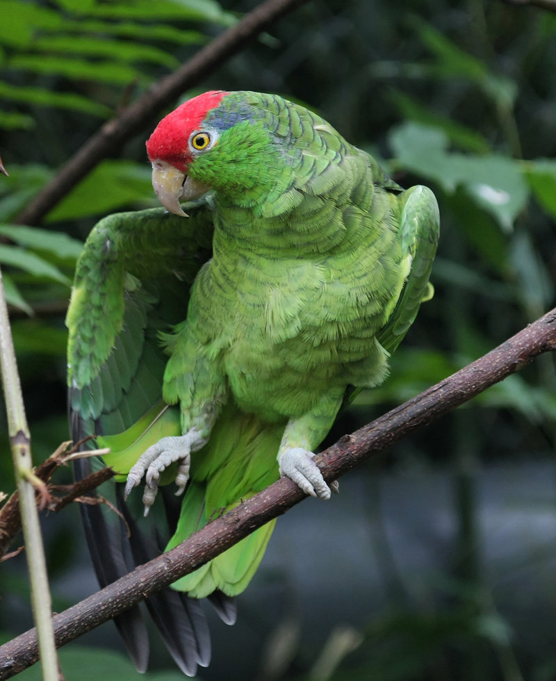  p>红冠亚马逊鹦鹉(学名:amazona viridigenalis)是典型的 a href="#"