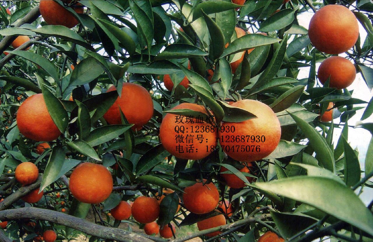 血橙苗