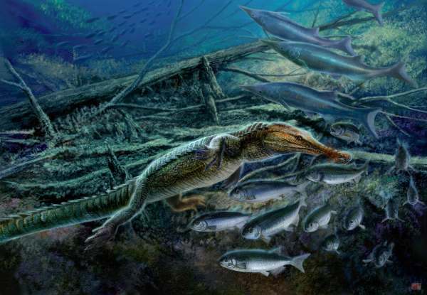  p>狼鳍鱼是原始的 a href="#" data-lemmaid="8722458">真骨鱼类 /a>