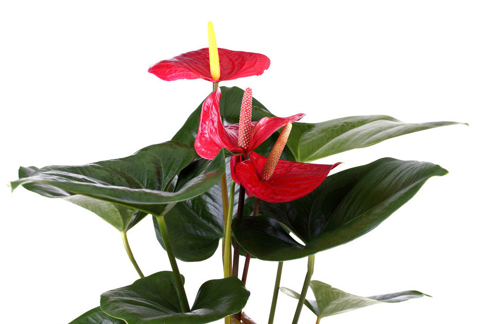  p>火鹤花(学名: i>anthurium /i>  i>scherzerianum /i> schott)是