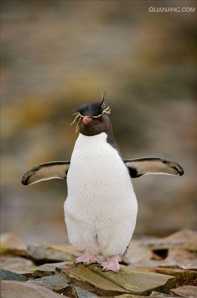 角企鹅属(eudyptes)