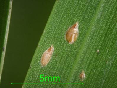 ">同翅目 /a>, a href="#" data-lemmaid="6270850">盾蚧科 /a>