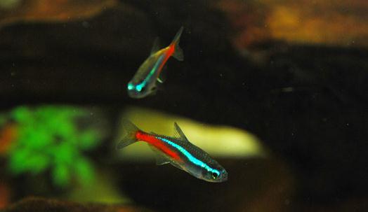  p>血翅鱼,aphyocharaxanisitsi,又名红鳍鱼,红翅鱼,红鳍脂鲤.