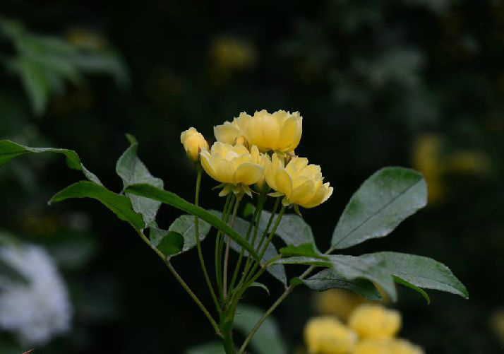  p>黄木香花(学名:rosa banksiae ait. form. lutea (lindl.) rehd.