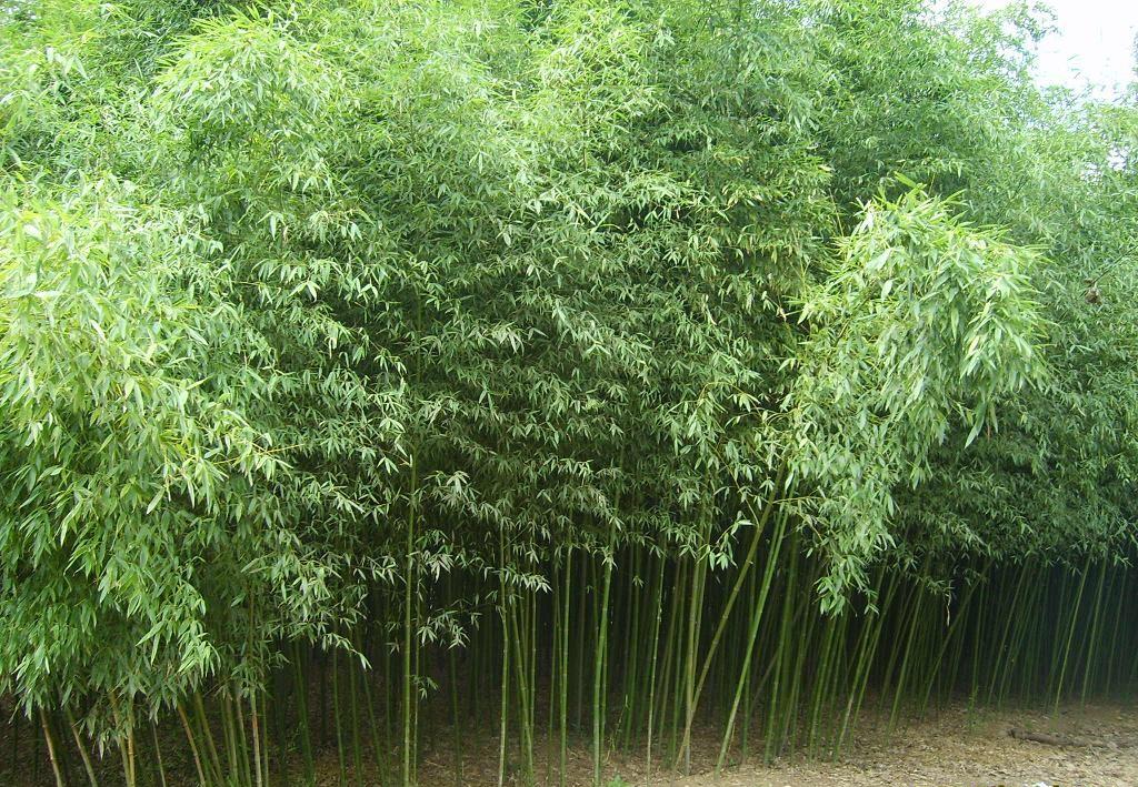 p>淡竹(学名: i>phyllostachys glauca /i> mcclure)是禾本科,刚竹属