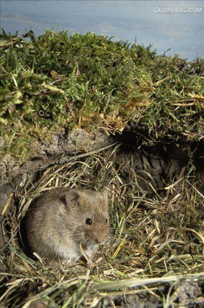  p>普通田鼠(学名:microtus arvalis)体长126~128mm,吻部短而钝,耳壳