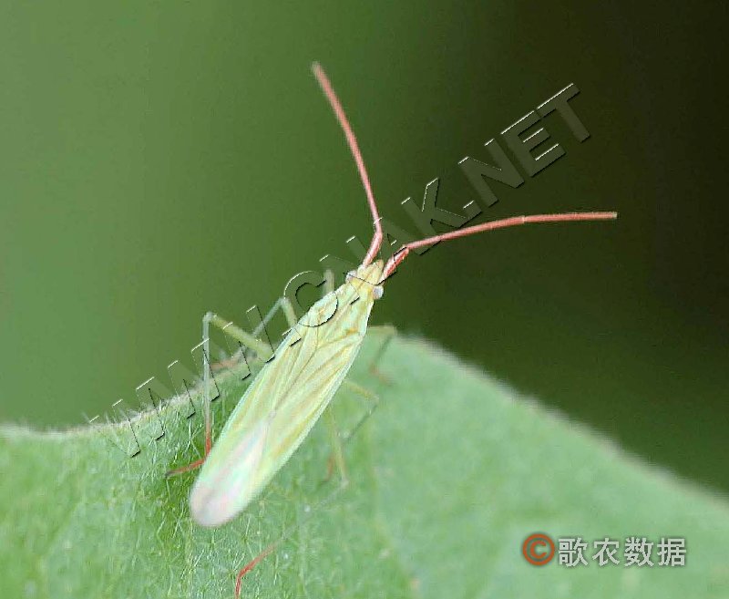 棉花赤须盲蝽