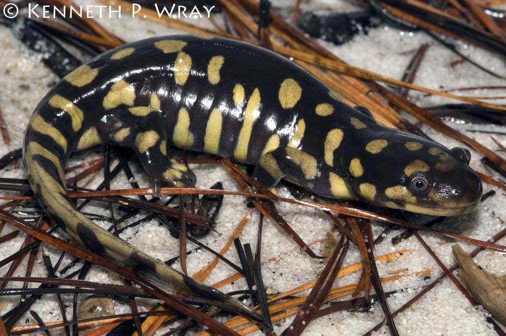 东部虎斑钝口螈