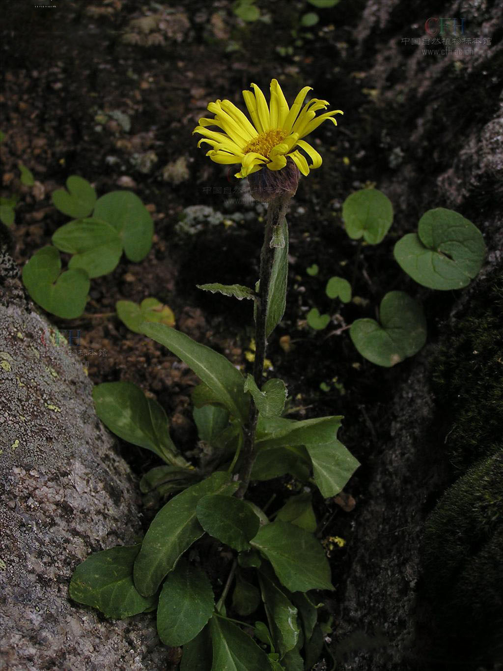 tephroseris phaeantha