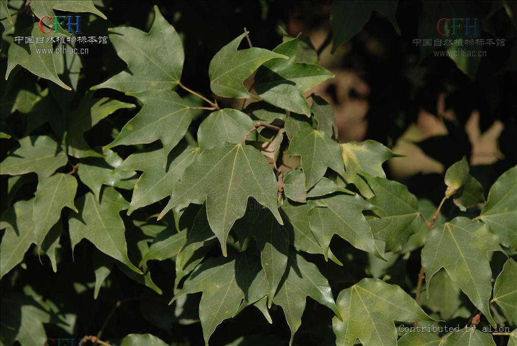  p>三角槭,别名: a target="_blank" href="/item/三角枫/3060892"