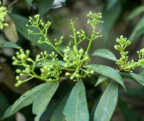 是樟科,润楠属 a target="_blank" href="/item/乔木/33239" data