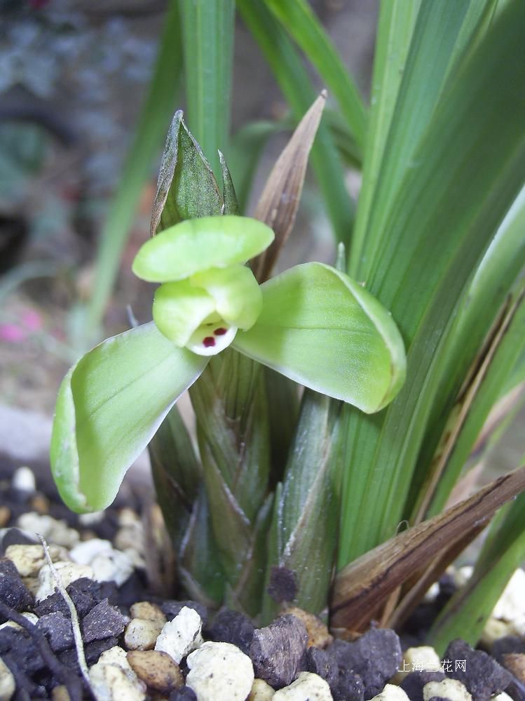  p>云南苏铁(拉丁学名: i>cycas siamensis  /i>miq.