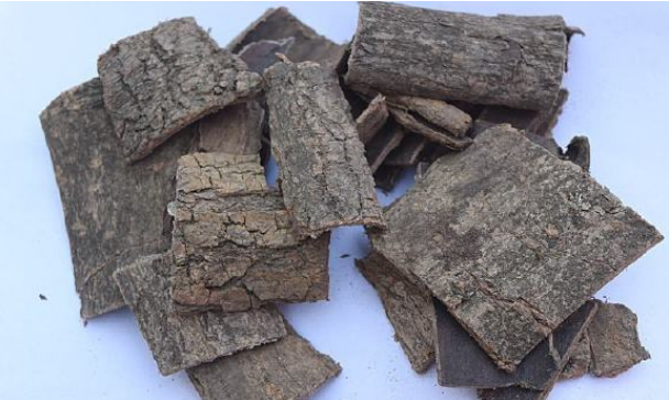 平平无奇的树皮，却是植物“黄金”杜仲_百科TA说