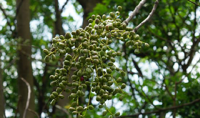  p>厚皮树属( a href="#" data-lemmaid="8074290">学名 /a>:lannea a