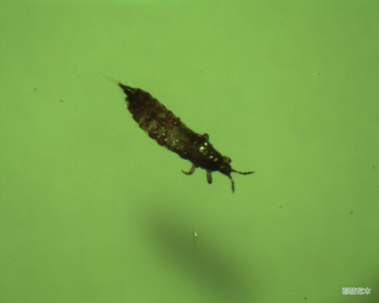  p>昆虫名,属 a target="_blank" href="/item/缨翅目/5078230" data