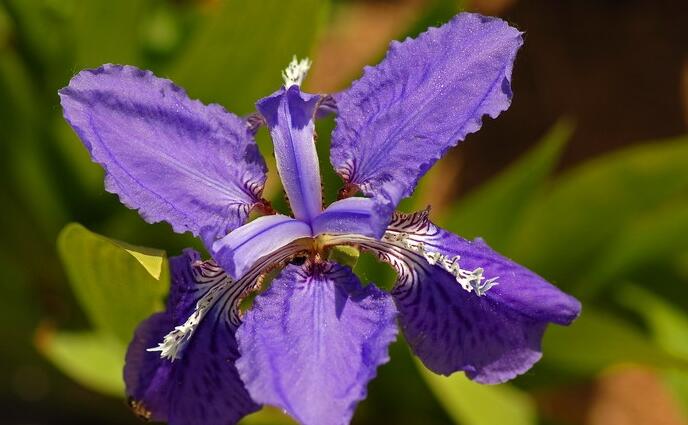 鸢尾兰属, a href="#" data-lemmaid="1122540">兰科 /a>,约300种