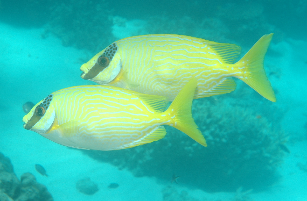  p>眼带蓝子鱼, i>siganus /i>  i>puellus /i> (schlegel, 1852),为 