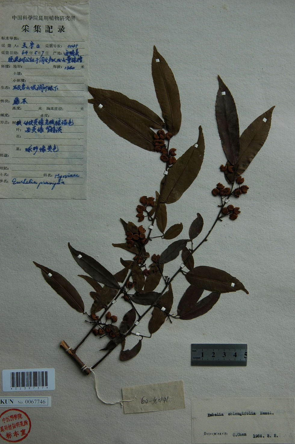  p>白千层,拉丁学名:melaleuca leucadendron l.